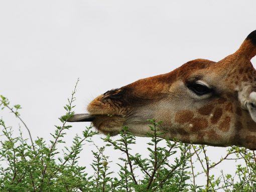 You should embrace video for your corporate communications